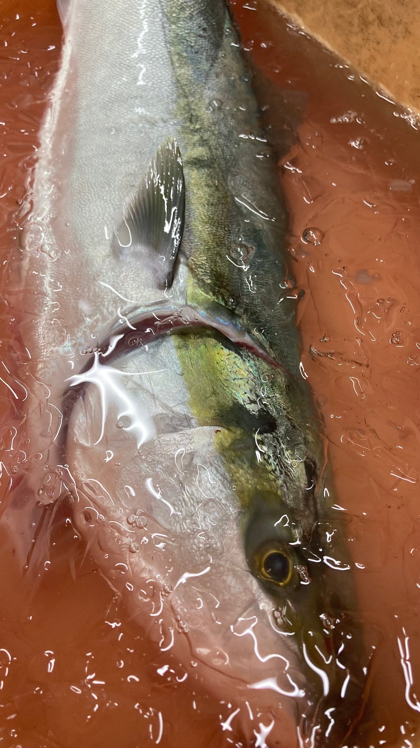 ワラサ(フライ)