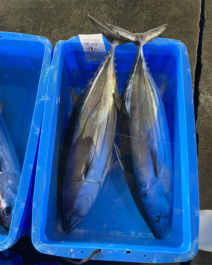 本カツオ　（真空冷凍ブロック）2人前