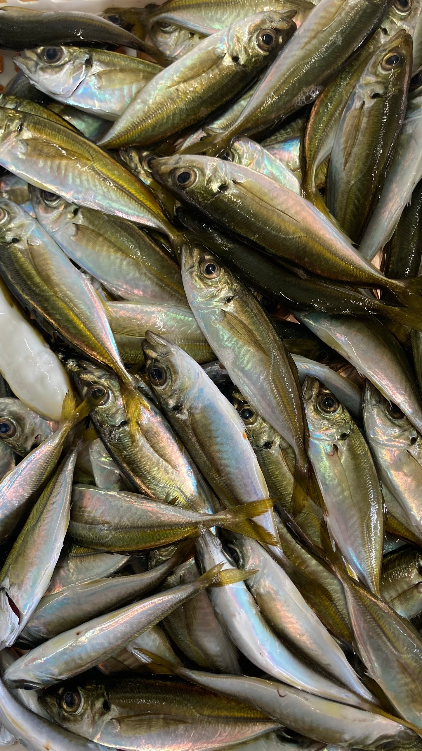 豆あじ（唐揚げ・南蛮漬け用）