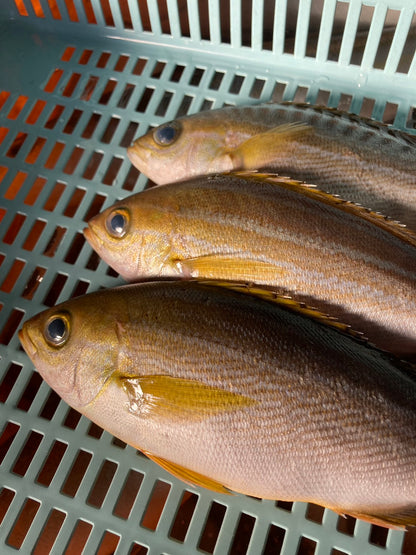 イサキ　刺身(真空冷凍)